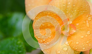 blooming begonia flower with water drops on the petals close-up on a blurred background