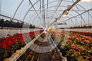 Blooming begonia grown in modern greenhouse with sodium lamps, selective focus