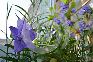 Blooming bellflowers in small urban garden on the balcony. Violet Platycodon grandiflorus