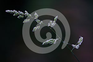 Blooming bentgrass, herbs in the meadow, close-up