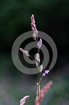 Blooming bentgrass, herbs in the meadow, close-up