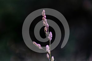 Blooming bentgrass, herbs in the meadow, close-up