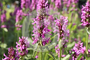 Blooming Betonica officinalis. Medicinal plants, herbs in the garden. photo