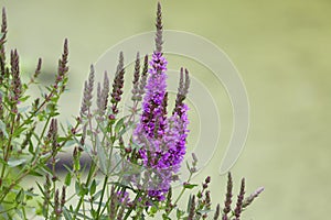 Blooming Betonica officinalis in  summer meadow. Close-up