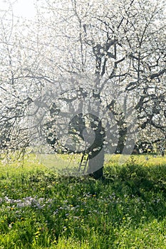 Blooming big cherry tree in green meadow with mayflower in springtime