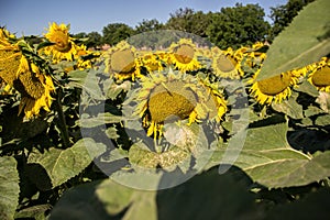 Kvetoucí velké slunečnice Helianthus annuus rostliny na poli v letním období. Kvetoucí jasně žluté slunečnice pozadí