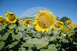 Blooming big sunflowers Helianthus annuus plants on field in summer time. Flowering bright yellow sunflowers background