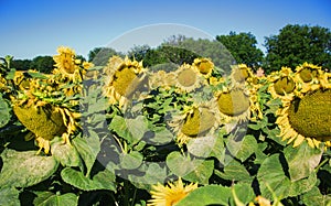 Blooming big sunflowers Helianthus annuus plants on field in summer time. Flowering bright yellow sunflowers background