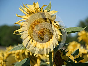 Blooming big sunflowers Helianthus annuus plants on field in summer time. Flowering bright yellow sunflowers background