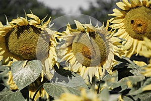 Blooming big sunflowers Helianthus annuus plants on field in summer time. Flowering bright yellow sunflowers background