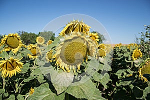 Blooming big sunflowers Helianthus annuus plants on field in summer time. Flowering bright yellow sunflowers background