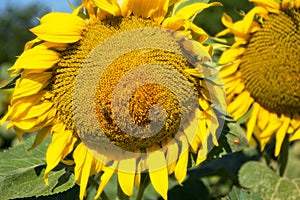 Blooming big sunflowers Helianthus annuus plants on field in summer time. Flowering bright yellow sunflowers background