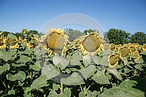 Blooming big sunflowers Helianthus annuus plants on field in summer time. Flowering bright yellow sunflowers background