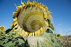 Kvitnúce veľké slnečnice Helianthus annuus rastliny na poli v letnom období. Kvitnúce jasne žlté slnečnice pozadia