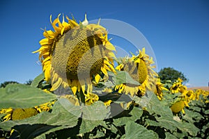 Blooming big sunflowers Helianthus annuus plants on field in summer time. Flowering bright yellow sunflowers background