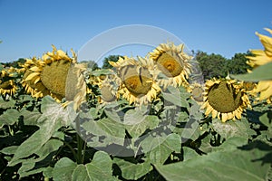 Blooming big sunflowers Helianthus annuus plants on field in summer time. Flowering bright yellow sunflowers background