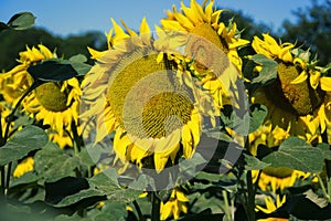 Blooming big sunflowers Helianthus annuus plants on field in summer time. Flowering bright yellow sunflowers background