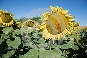 Blooming big sunflowers Helianthus annuus plants on field in summer time. Flowering bright yellow sunflowers background