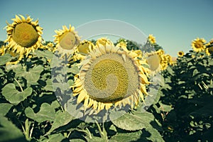 Blooming big sunflowers Helianthus annuus plants on field in summer time. Flowering bright yellow sunflowers background