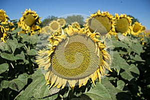 Kvetoucí velké slunečnice Helianthus annuus rostliny na poli v letním období. Kvetoucí jasně žluté slunečnice pozadí