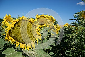 Blooming big sunflowers Helianthus annuus plants on field in summer time. Flowering bright yellow sunflowers background