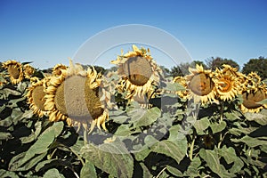 Blooming big sunflowers Helianthus annuus plants on field in summer time. Flowering bright yellow sunflowers background