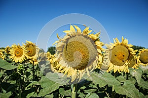 Blooming big sunflowers Helianthus annuus plants on field in summer time. Flowering bright yellow sunflowers background