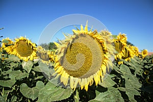 Blooming big sunflowers Helianthus annuus plants on field in summer time. Flowering bright yellow sunflowers background