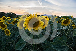 Blooming big sunflowers Helianthus annuus plants on field in summer time. Flowering bright yellow sunflowers background
