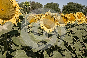 Kvitnúce veľké slnečnice Helianthus annuus rastliny na poli v letnom období. Kvitnúce jasne žlté slnečnice pozadia