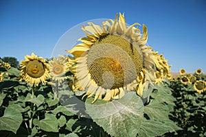 Blooming big sunflowers Helianthus annuus plants on field in summer time. Flowering bright yellow sunflowers background