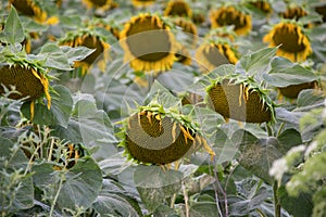 Blooming big sunflowers Helianthus annuus plants on field in summer time. Flowering bright yellow sunflowers background