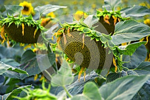 Blooming big sunflowers Helianthus annuus plants on field in summer time. Flowering bright yellow sunflowers background