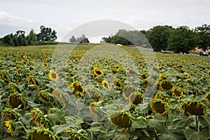 Blooming big sunflowers Helianthus annuus plants on field in summer time. Flowering bright yellow sunflowers background