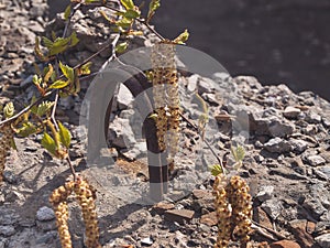 Blooming birch branch outdoors
