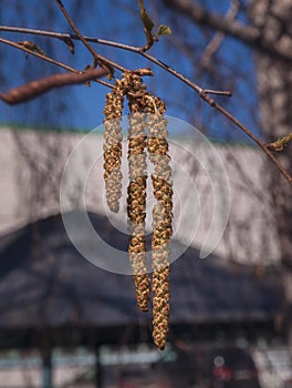 Blooming birch branch outdoors