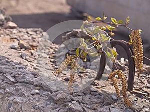 Blooming birch branch outdoors