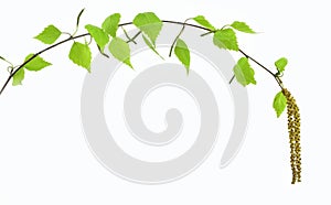 Blooming birch branch with young leaves isolated and on a white background