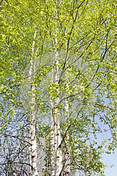 Blooming Birch tree in a sunny spring day. Young bright green leafs on birch tree branches close-up. White birch tree