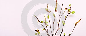 Blooming Birch twigs bouquet on delicate pink background. Spring easter concept, banner format