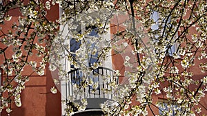 Blooming bird-cerry tree, MalmÃ¶ city.