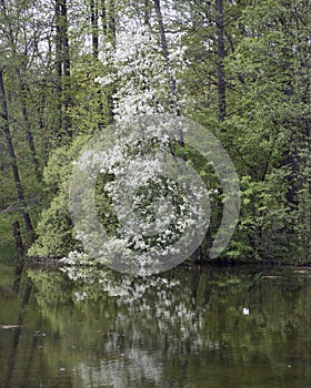 Blooming bird cherry in the park is reflected in the lake