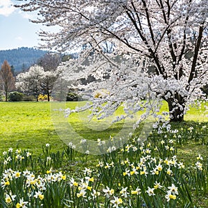 Blooming bird cherry tree in the park