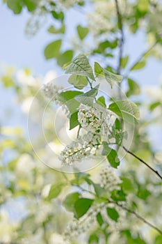 Blooming bird-cherry tree on spring, selected focus. Romantic floral background