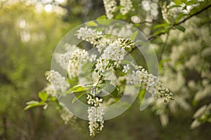 Branch with blooming cherry, pink flowers on the bush, spring in the parkblooming bird-cherry tree, white flowers