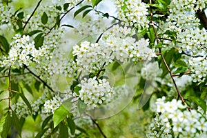 blooming bird cherry, white flowers, spring