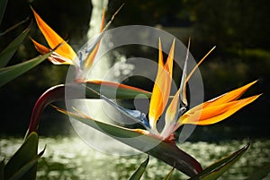 Blooming Birds of Paradise