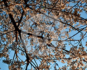 Blooming black branch of apple tree with delicate white flowers with petals, green leaves in warm sun light. Spring blossom.