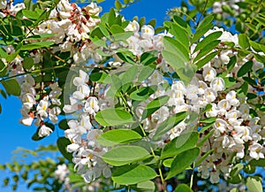 Blooming black locust, Robinia pseudoacacia photo