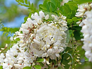 Blooming black locust, Robinia pseudoacacia photo